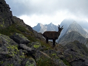 12 stambecco sulla cima del M. Aga